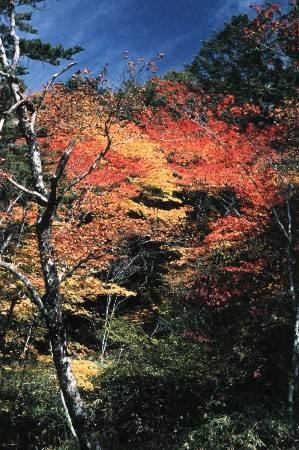 automn