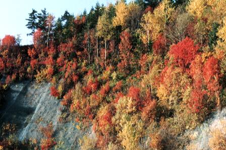 豊平峡の紅葉