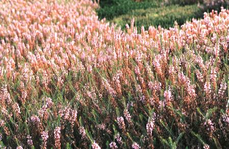 百合ヶ丘公園のピンクの花たち（アスチルベ）