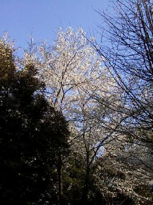 堀兼神社の桜